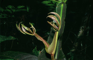 Teijsmanniodendron (= Vitex ) pteropodum - Borneo