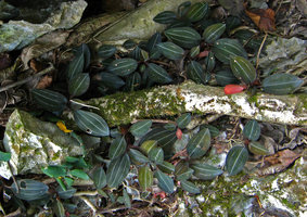 Ludisia discolor, detail, on rocks, Along Bay - Vietnam