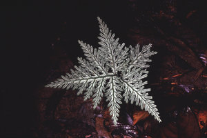 Selaginella radiata , silver refractive frond adaxial surface, French  Guyana