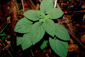 Sonerila sp, Assam - India