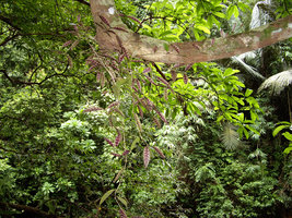 Aeschynanthus longicaulis - Khao Sok - Thailand