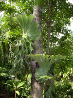 Platycerium superbum, Ang Thong - Thailand