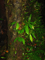 Procris,  epiphytic  - Taiwan