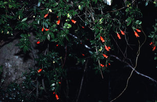 Sarmienta scandens - Chili