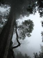 Trochodendron aralioides epiphytic on Chamaecyparis formosensis  2500 years old - Taïwan