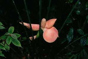 Cyclanthus bipartitus,  Rio Villano, Pastaza, Ecuador