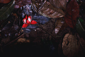 Duguetia cadaverica, Nouragues CNRS field station, French Guyana