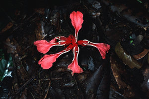 Etlingera megalocheilos, Perak, Malaysia