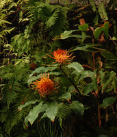 Hedychium longicornutum cultivated - Sumatra
