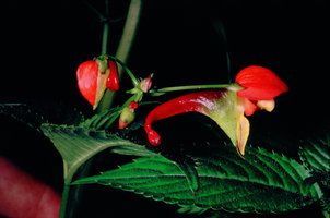 Impatiens sakerana, Mount Cameroun