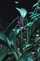 Tacca  integrifolia, Selangor, Malaysia