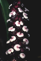 Tupistra grandis, Ulu Gombak, Selangor, Malaysia