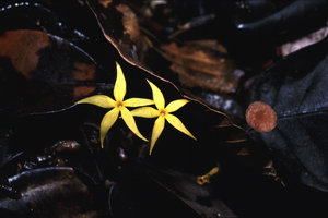 Voyria spruceana, Rio Villano, Pastaza, Ecuador
