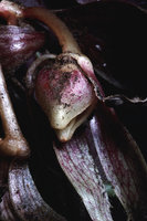 Paradrymonia  maculata  -  Guyane