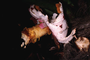 Philodendron giganteum  -  Guadeloupe