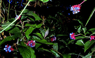 Psychotria apoda - Araripe, Brazil