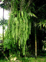 Goniophlebium subauriculatum, Khao Sok, Thailand