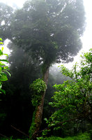 Hymenopogon parasiticus epiphytic - Doi Inthanon