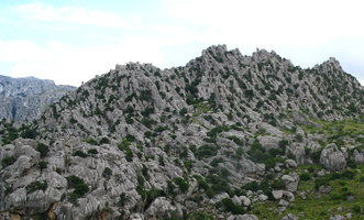 Trees on karst , Majorca, Balearic Islands
