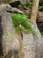 Asparagus sp., Ha Long Bay,  Vietnam 