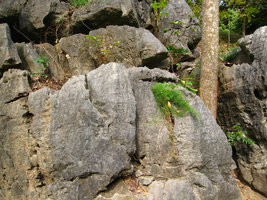Asparagus sp., Ha Long Bay - Vietnam