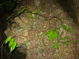 Begonia boisiana, Ha Long Bay - Vietnam