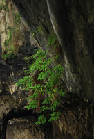 Boehmeria densiflora , Taroko, Taiwan