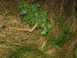 Brassica oleracea, cliff,  Etretat - France