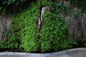 Adiantum capillus-veneris, Majorca