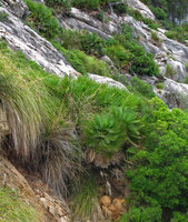 Chamaerops humilis on cliff, Baléares
