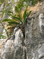 Cycas tropophylla in a crack of vertical limestone cliff, Halong Bay, Vietnam