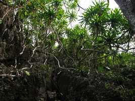Dracaena cambodiana in forest, Along bay