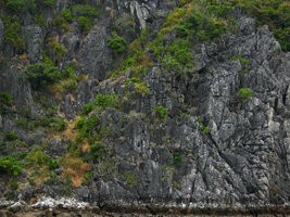 Dracaena cambodiana on a karst cliff, Ha Long bay, Vietnam