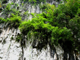 Karst cliff - Khao Sok, Thailand