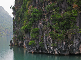 Karst cliff with  Dracaena cambodiana, Ha Long bay, Vietnam