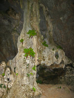 Ferns at cave entry, Ha Long bay - Vietnam