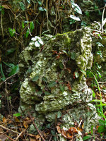 Ludisia discolor, biotop on limestone rocks, Ha long bay - Vietnam