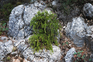 Rosmarinus officinalis on rocks, Mallorca