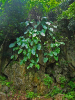 Epipremnum giganteum on rocks, Doi Chiang Dao - Thailand