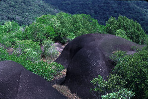 Inselberg, Nouragues - Guyane