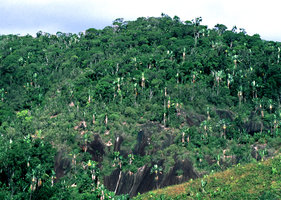 Ravenala grandis, East coast Madagascar