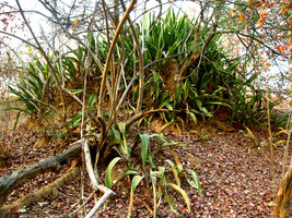 Sansevieria liberica - Mali