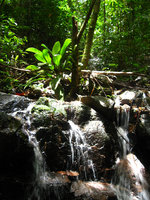 Aglaonema nitidum, Khao Sok NP - Thailand