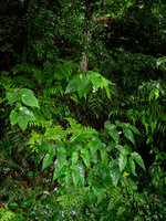 Begonia formosana and ferns - Taiwan