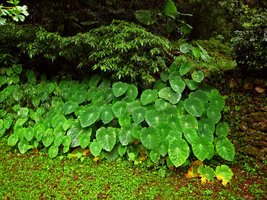 Colocasia, Elatostema and Alocasia -Taiwan