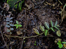 Elatostema repens on a slope, Khao Yai - Thailand