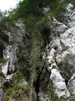 Vines on karst cliffs,  Ha Long bay, Vietnam