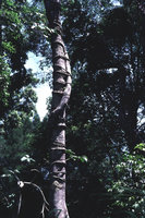 Schefflera sp., horizontal anchoring roots, Penang, Malaysia