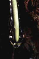 Mucilaginous fluid protecting the root, Kukenan Tepui, Venezuela