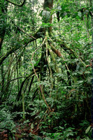 Uapaca staudtii, huge stilt roots in a freshwater swamp forest, Campo, Cameroon